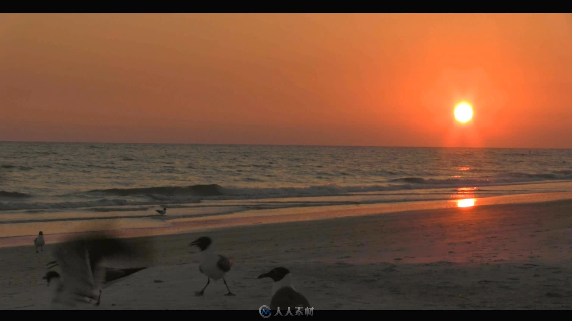 傍晚日落沙滩上鸟儿嬉戏高清实拍视频素材