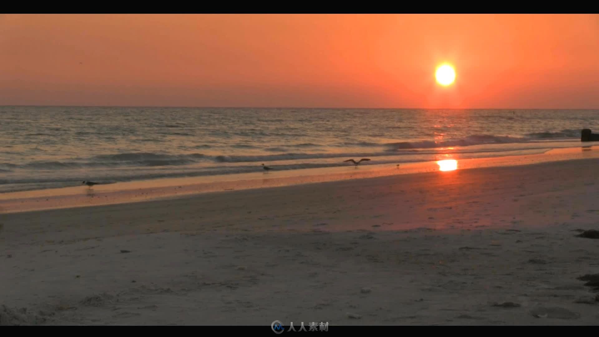 傍晚日落沙滩上鸟儿嬉戏高清实拍视频素材