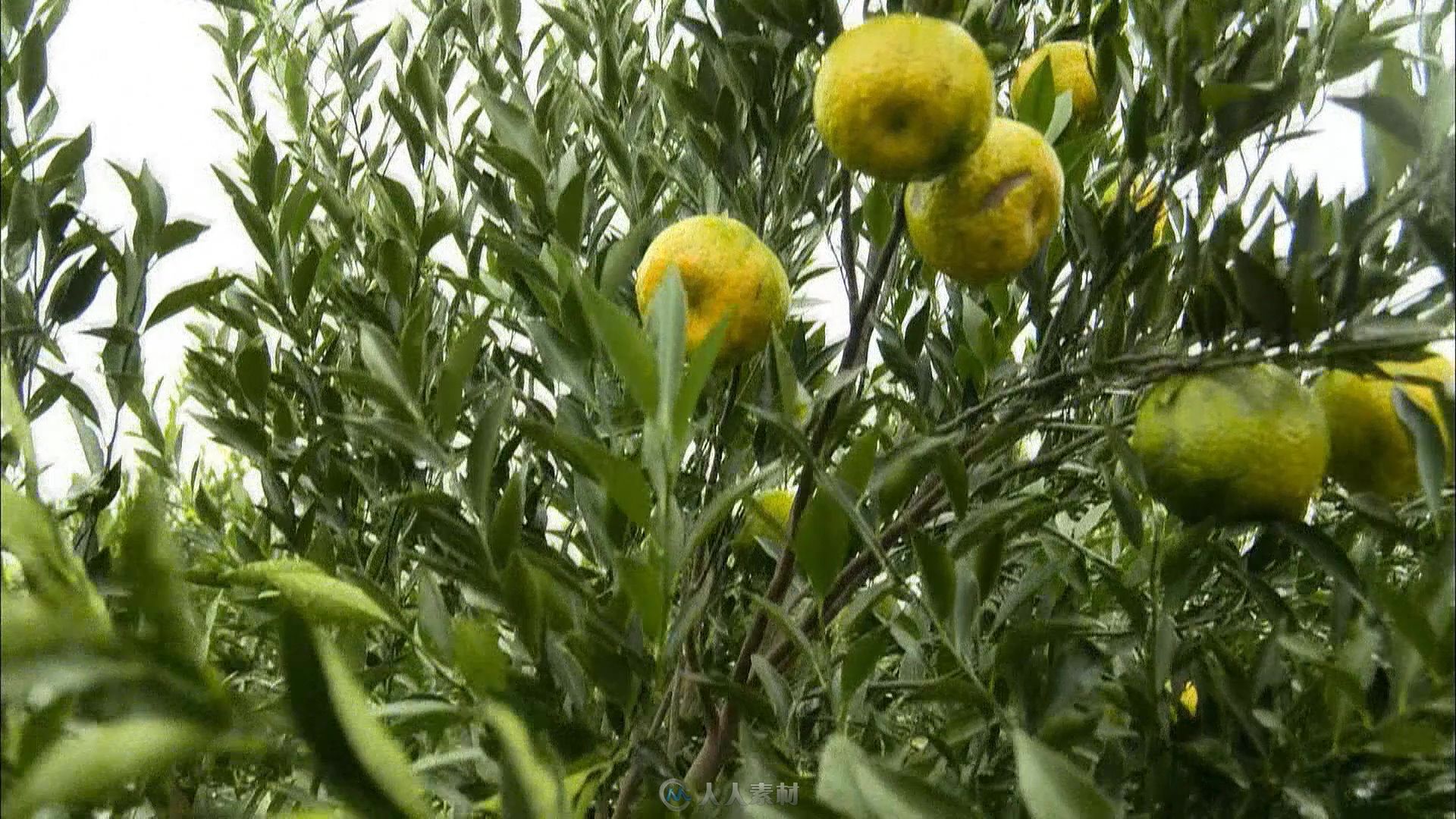 农民橘子地收获橘子视频素材
