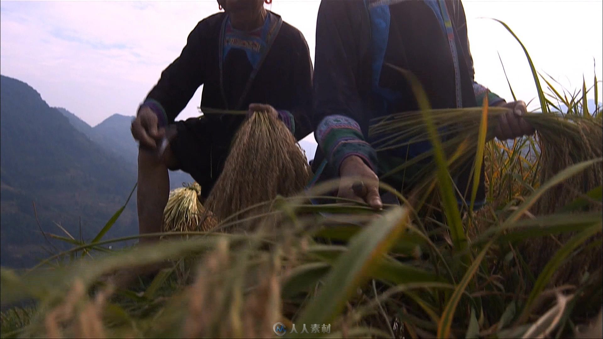 少数民族秋收水稻实拍视频素材