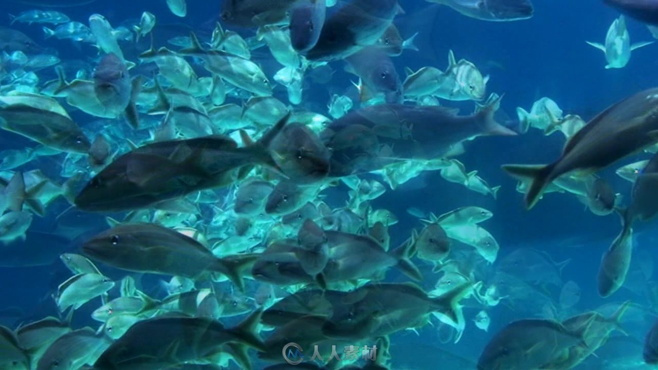 海洋鱼视频素材