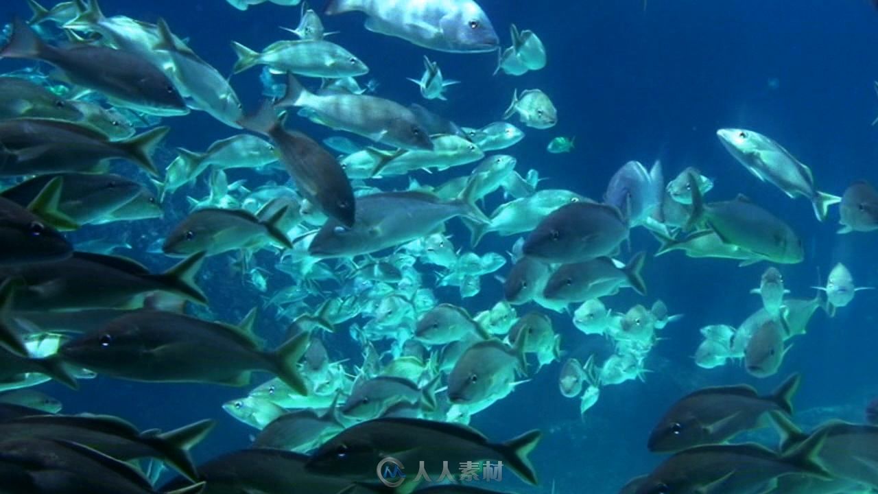 海洋鱼视频素材