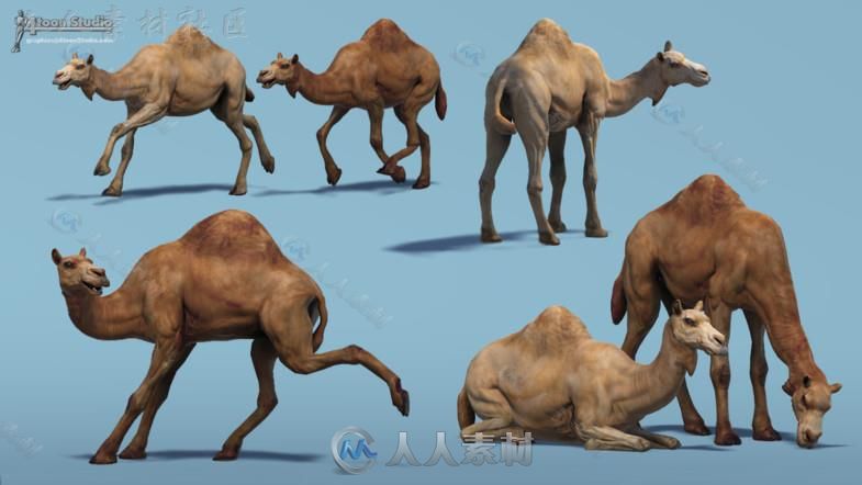 非洲骆驼哺乳动物角色3D模型Unity素材资源
