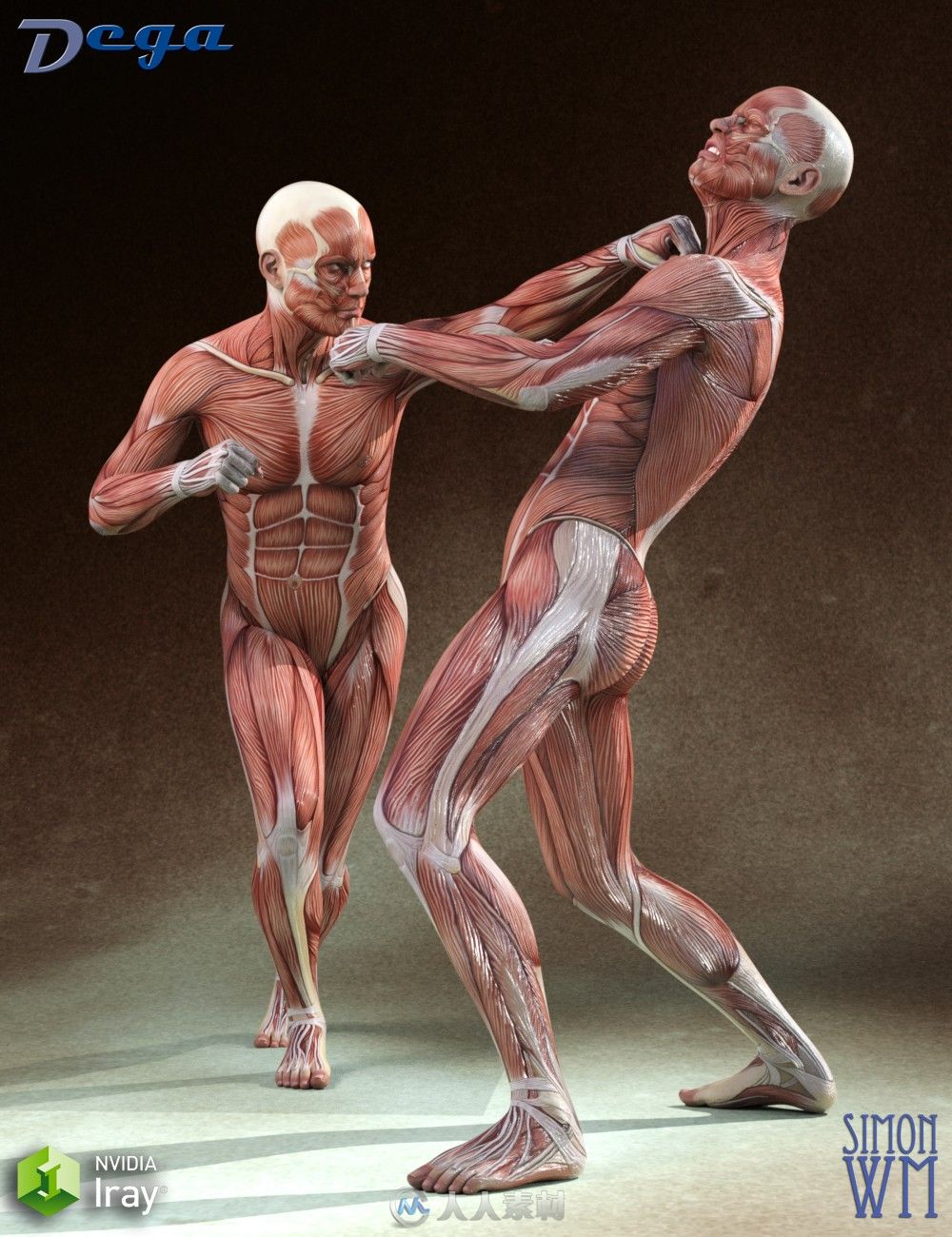 男性肌肉超精细凹凸与高光贴图映射