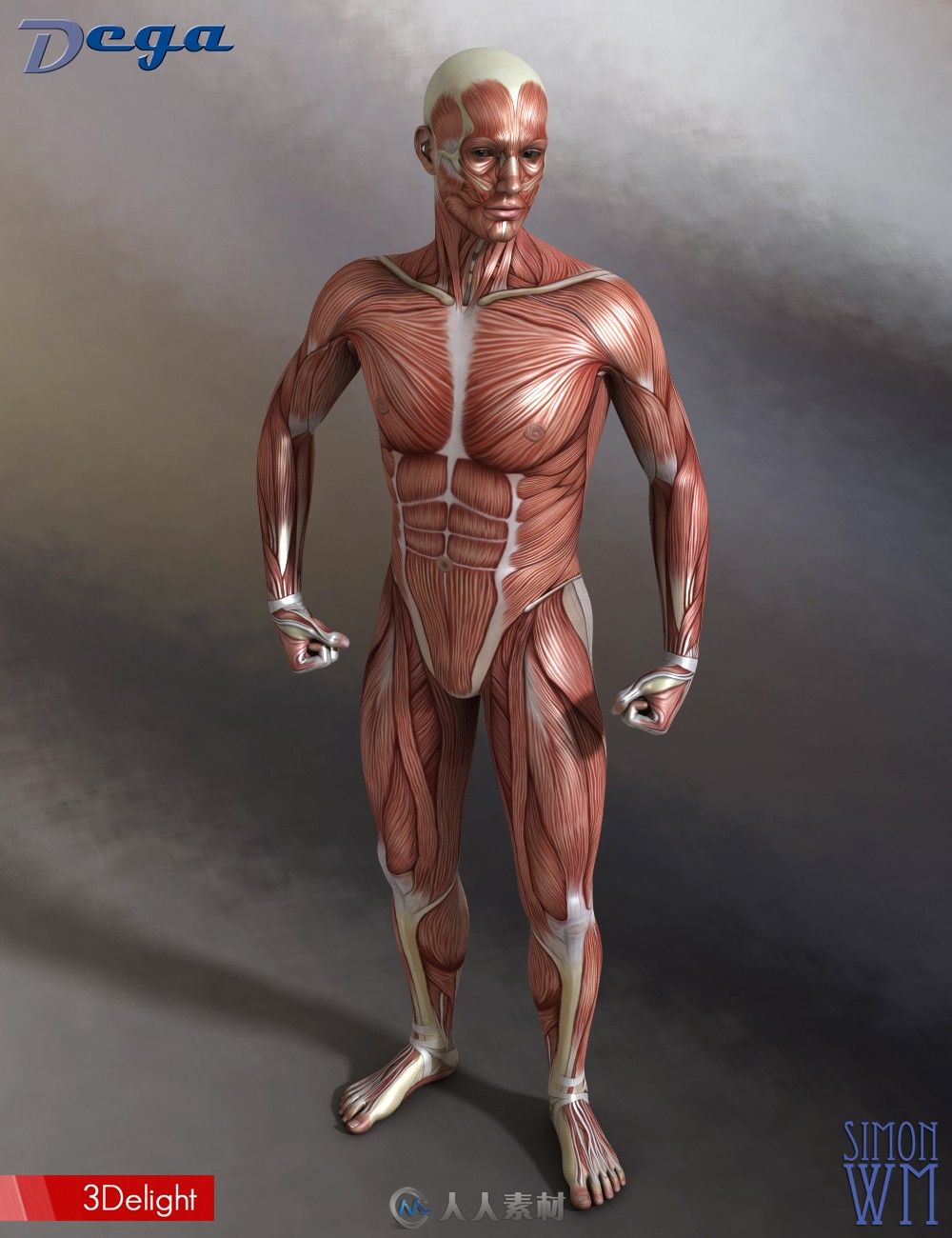 男性肌肉超精细凹凸与高光贴图映射