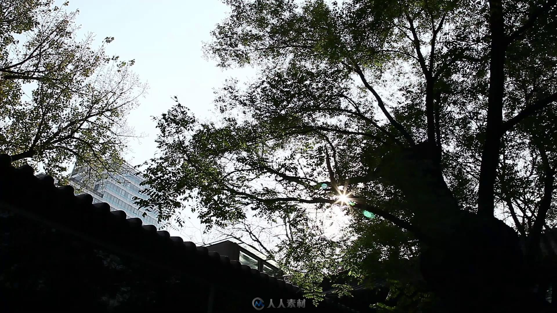 北京四合院 午后阳光 大树枝繁叶茂 屋檐特写高清视频素材