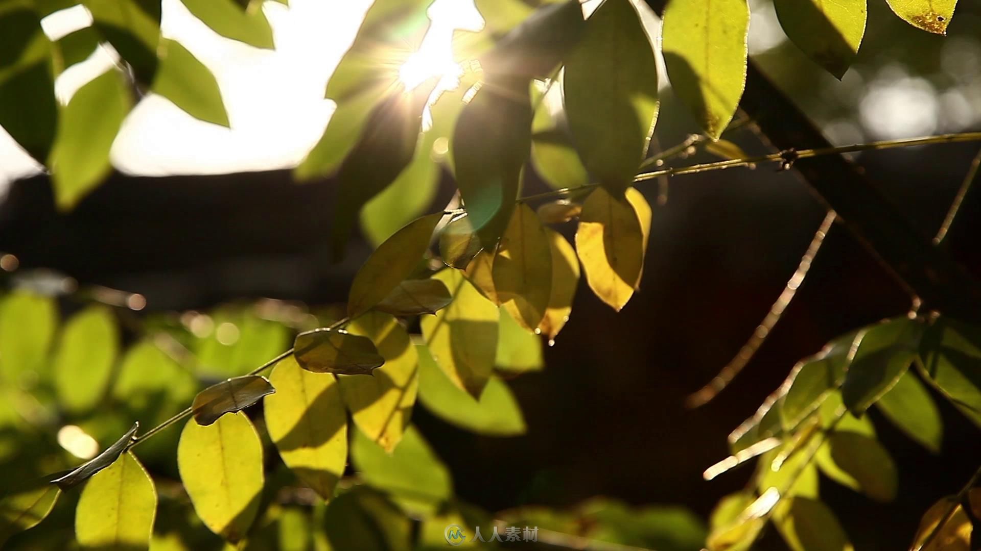 北京四合院 午后阳光 大树枝繁叶茂 屋檐特写高清视频素材