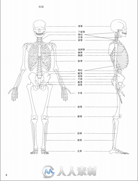 大概是最好的艺用解剖学书籍：《牛津艺用人体解剖学》
