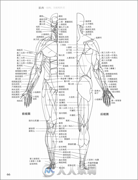 大概是最好的艺用解剖学书籍：《牛津艺用人体解剖学》