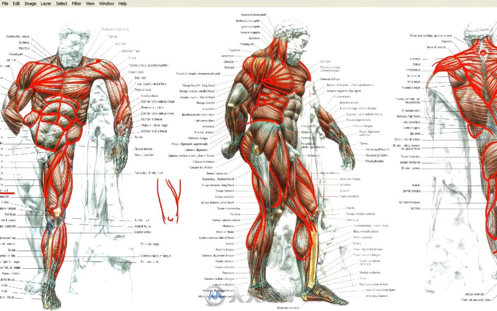 ZBrush人体雕刻与肌肉结构分析视频教程