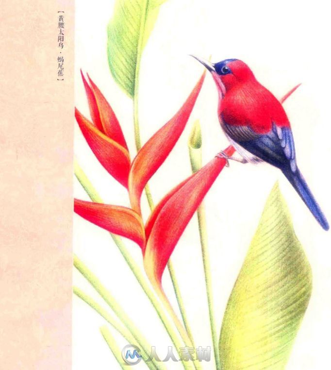 色铅笔之花鸟绘画书籍杂志
