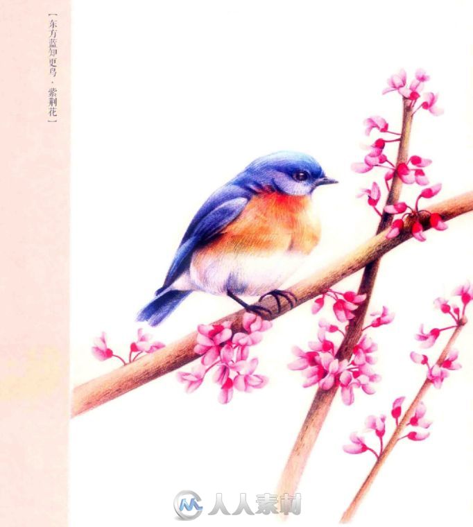 色铅笔之花鸟绘画书籍杂志