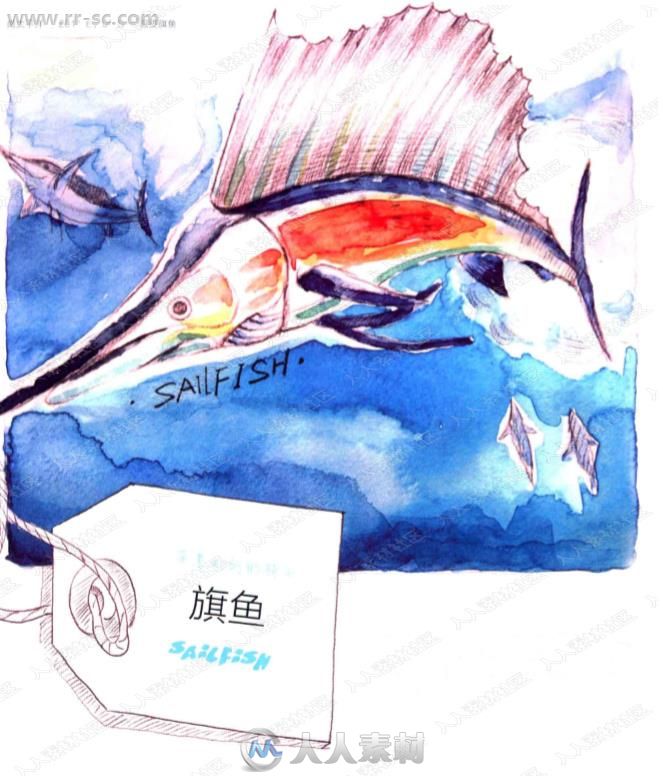 来自飞乐鸟38种海洋生物的绘物语书籍杂志