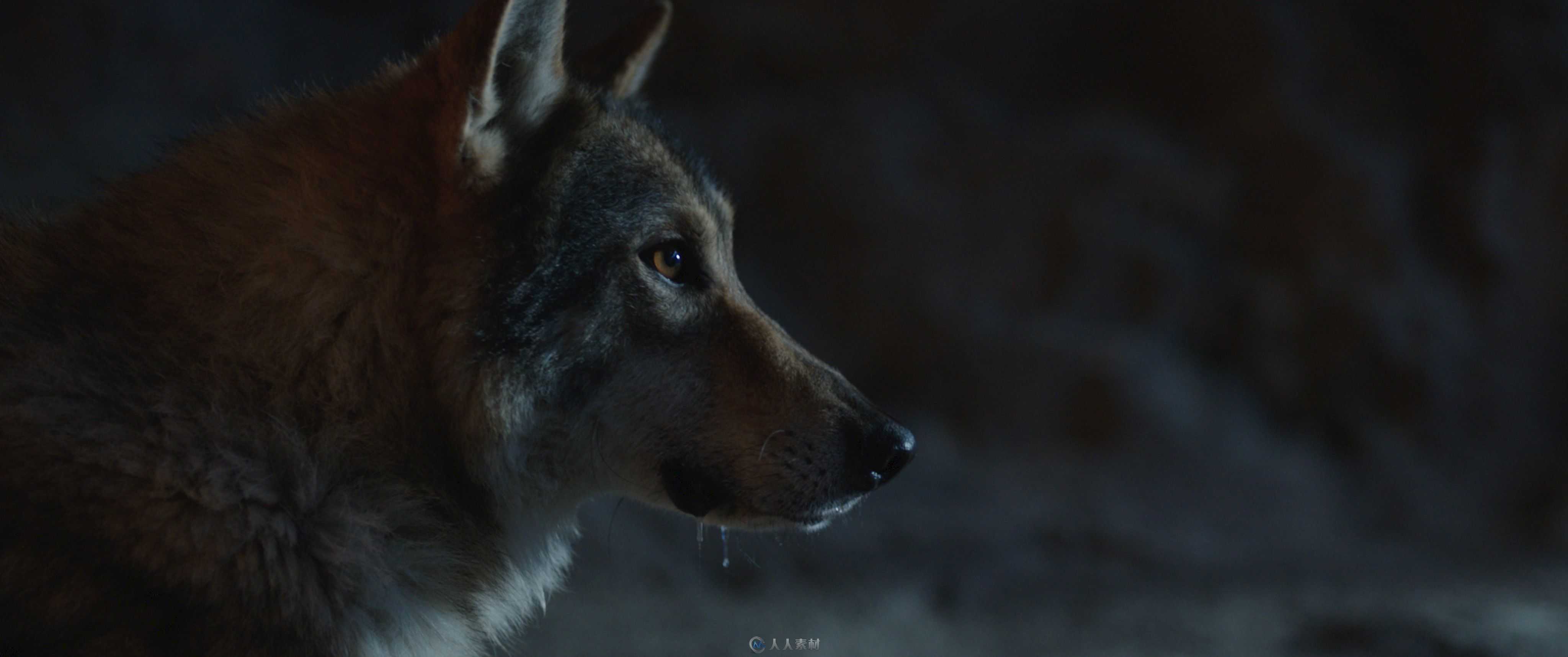 影片《阿尔法：狼伴归途》中的阿尔法的特效制作解析