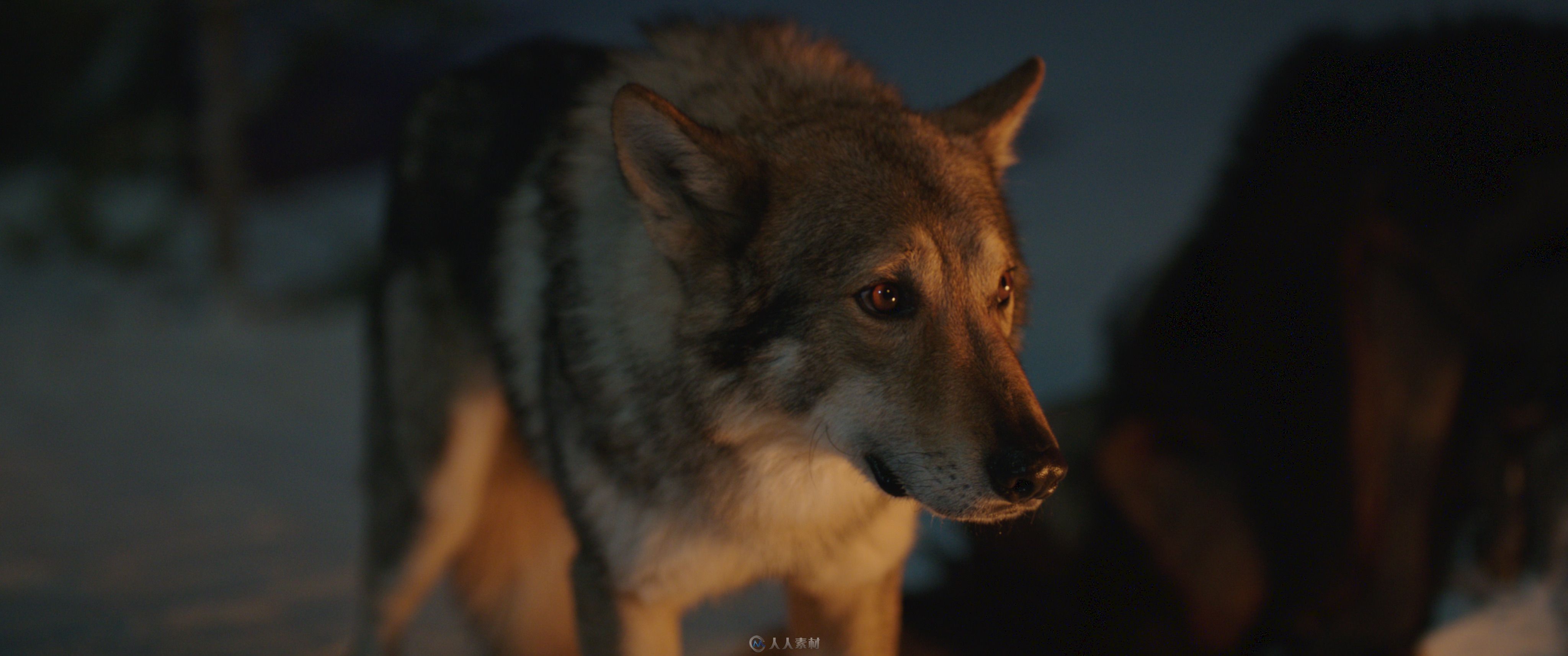 影片《阿尔法：狼伴归途》中的阿尔法的特效制作解析
