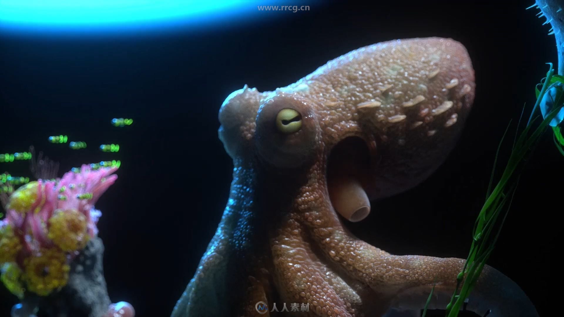 海底八爪章鱼概念设计全流程实例训练视频教程第一季
