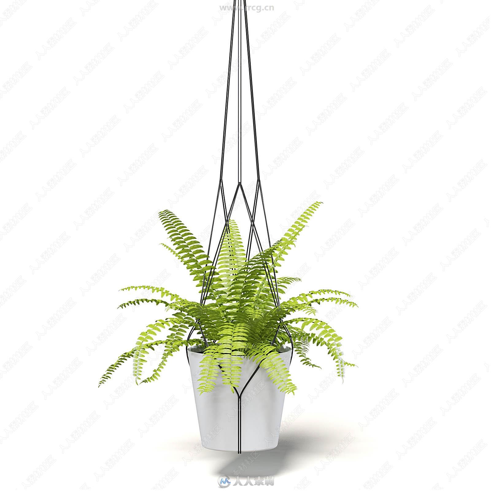 30组室内盆栽植物装饰3D模型合集 CGAxis第111期