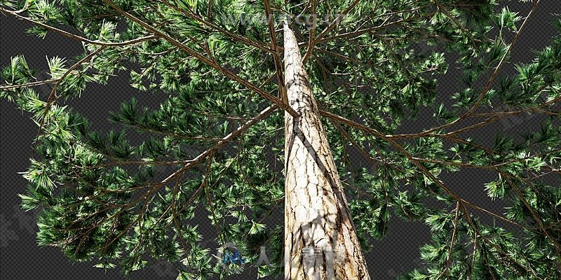 Botaniq树木植物园林绿化3D模型库Blender插件V6.0版
