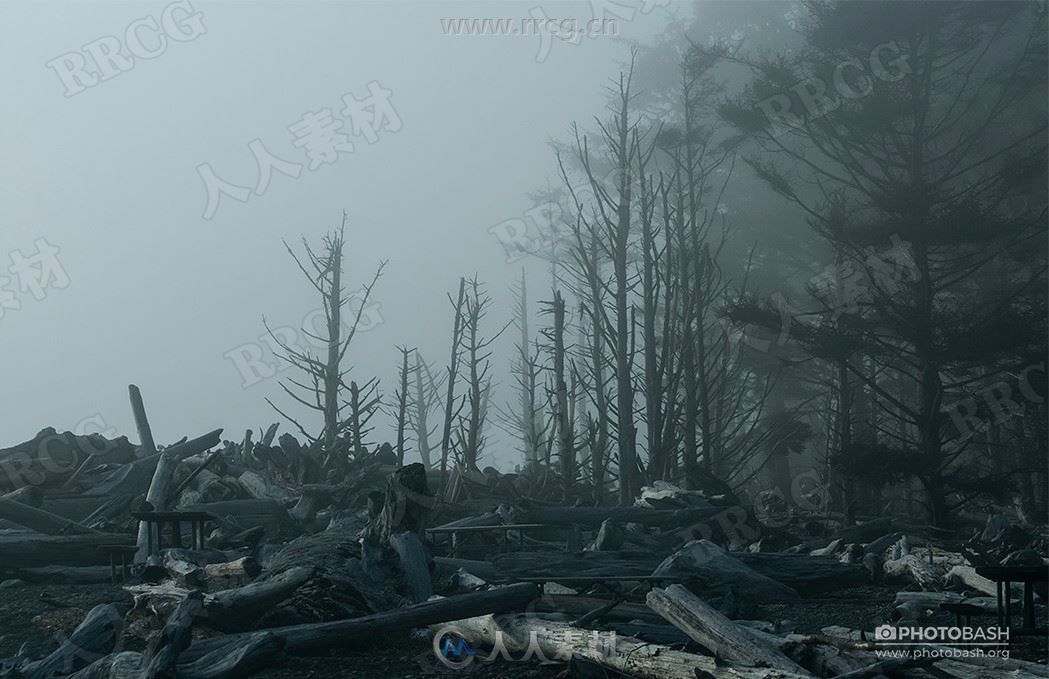339组迷雾阴霾荒凉枯木深林高清参考图片合集