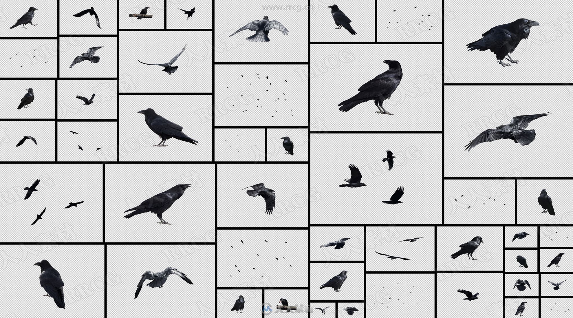48组乌鸦飞鸟各种姿势高清参考图片合集