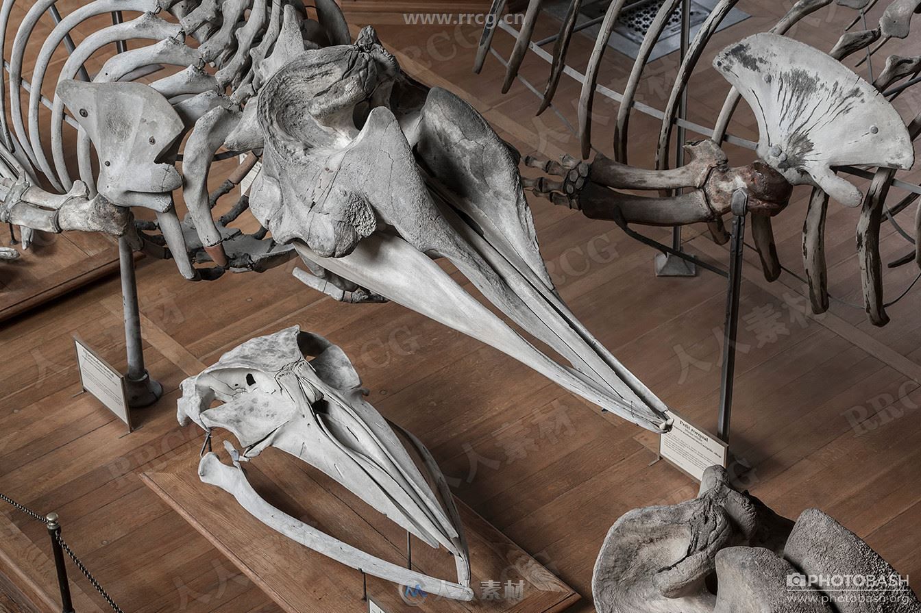 631组动物骨骼解剖结构高清参考图片合集