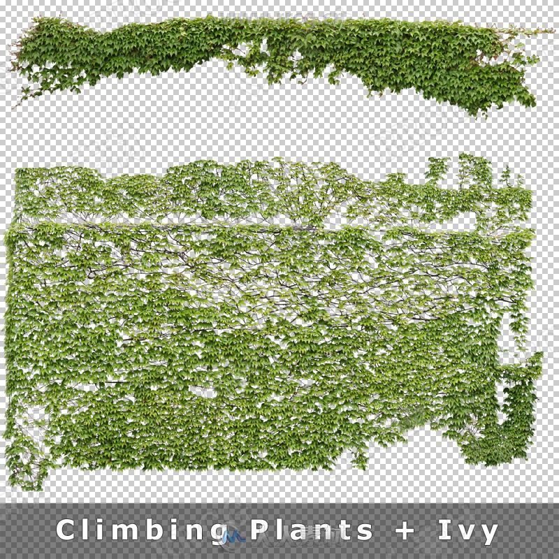320组高分辨率植物可视化抠像高清图片合集