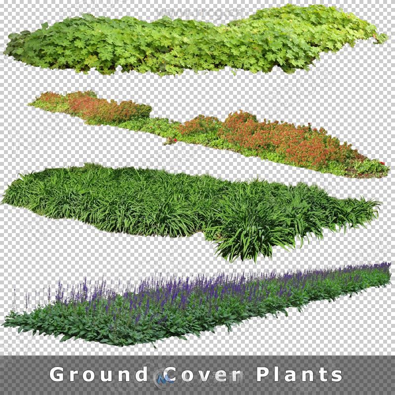 320组高分辨率植物可视化抠像高清图片合集