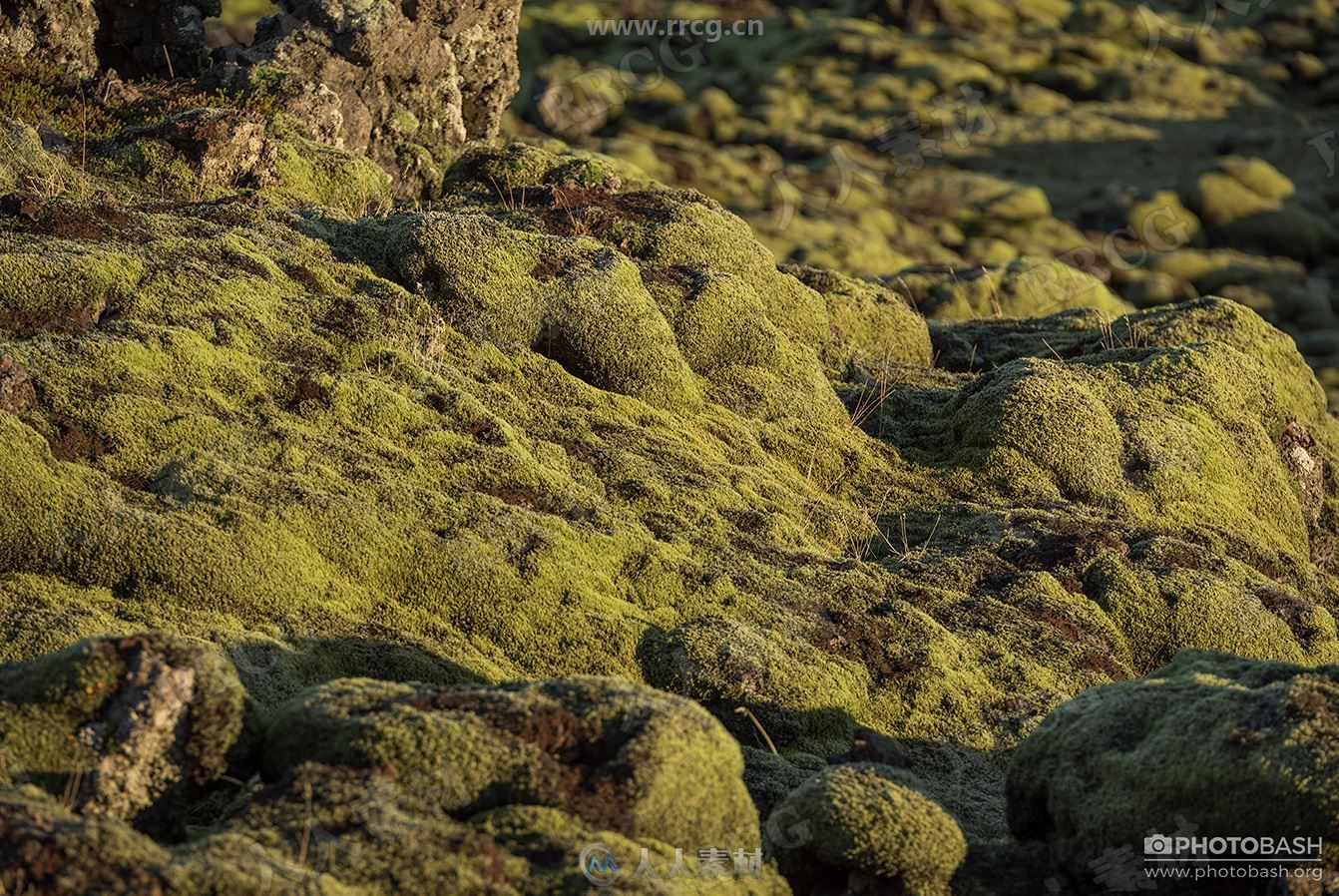 545组绿色草原荒野苔藓自然环境高清参考图片合集