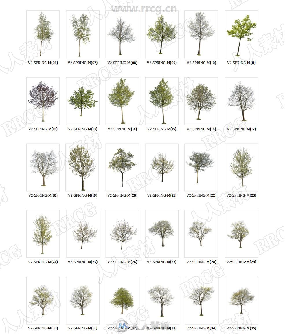 151组春季初夏树木植物高清参考图片合集