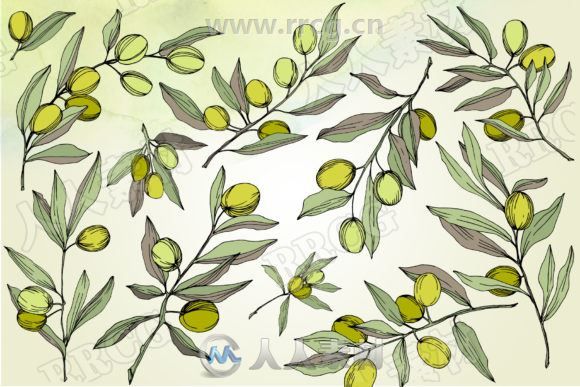 分支橄榄水彩画边框等纹理样式图案平面素材