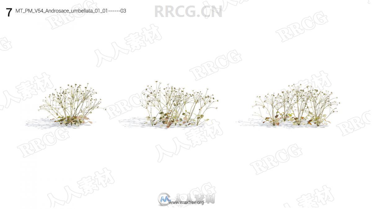 72组高精度草木花卉植物3D模型合集