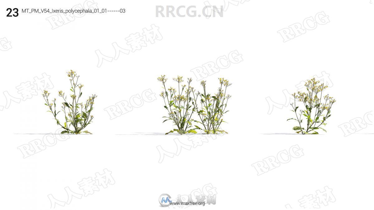 72组高精度草木花卉植物3D模型合集