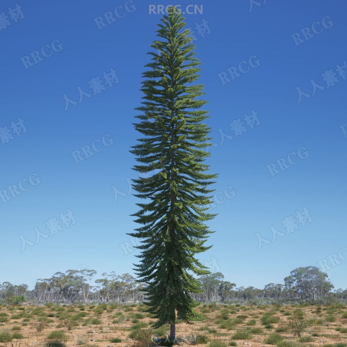 44组高品质澳大利亚特有植物树木相关3D模型合集 Evermotion Archmodels第238季