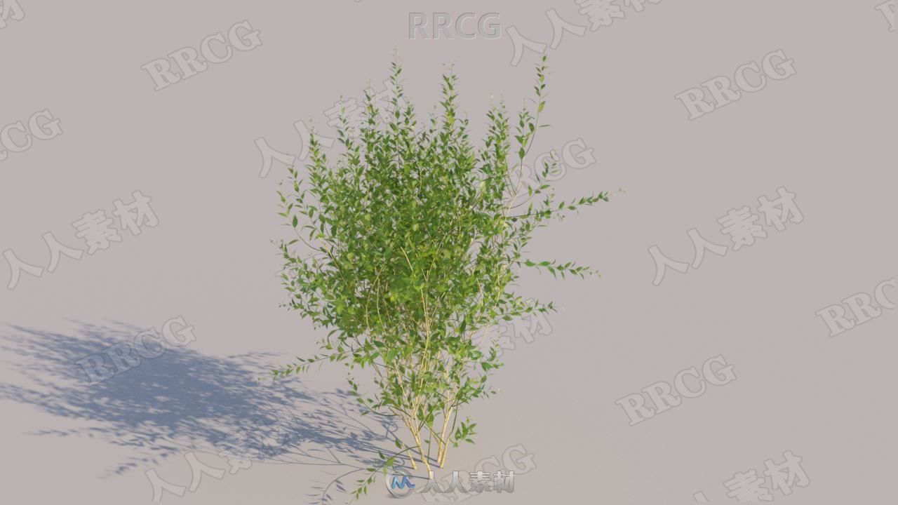 10组高精度春夏季灌木植物3D模型合集