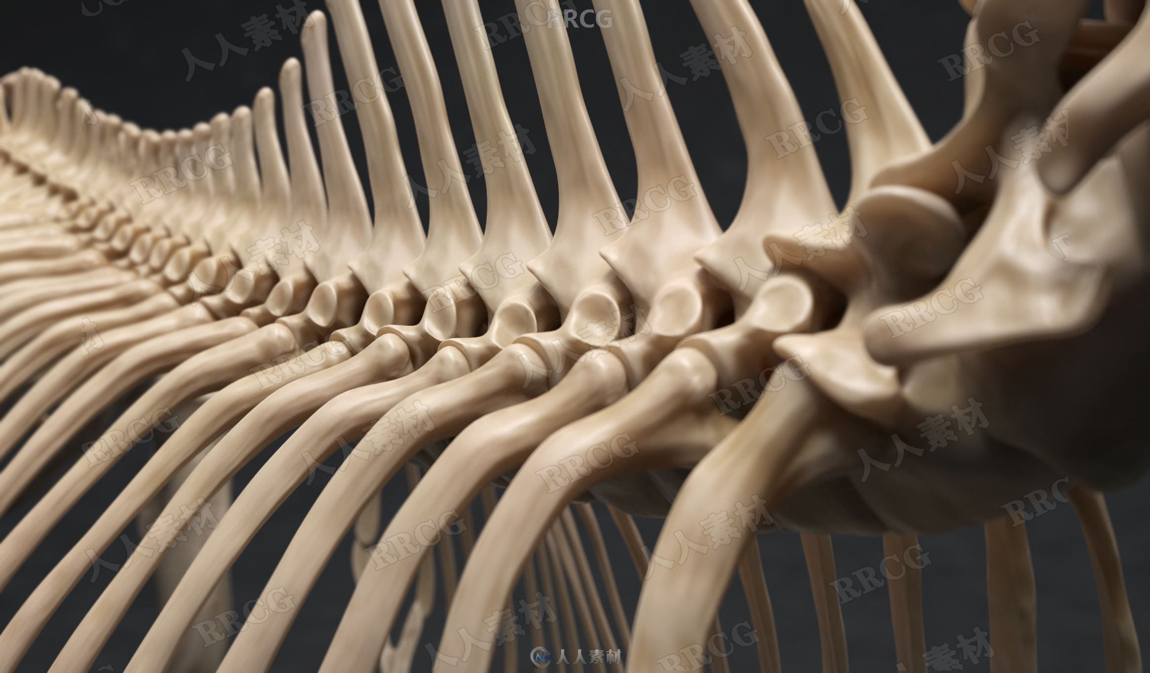 超精细马匹骏马骨骼与肌肉结构解剖学雕刻3D模型