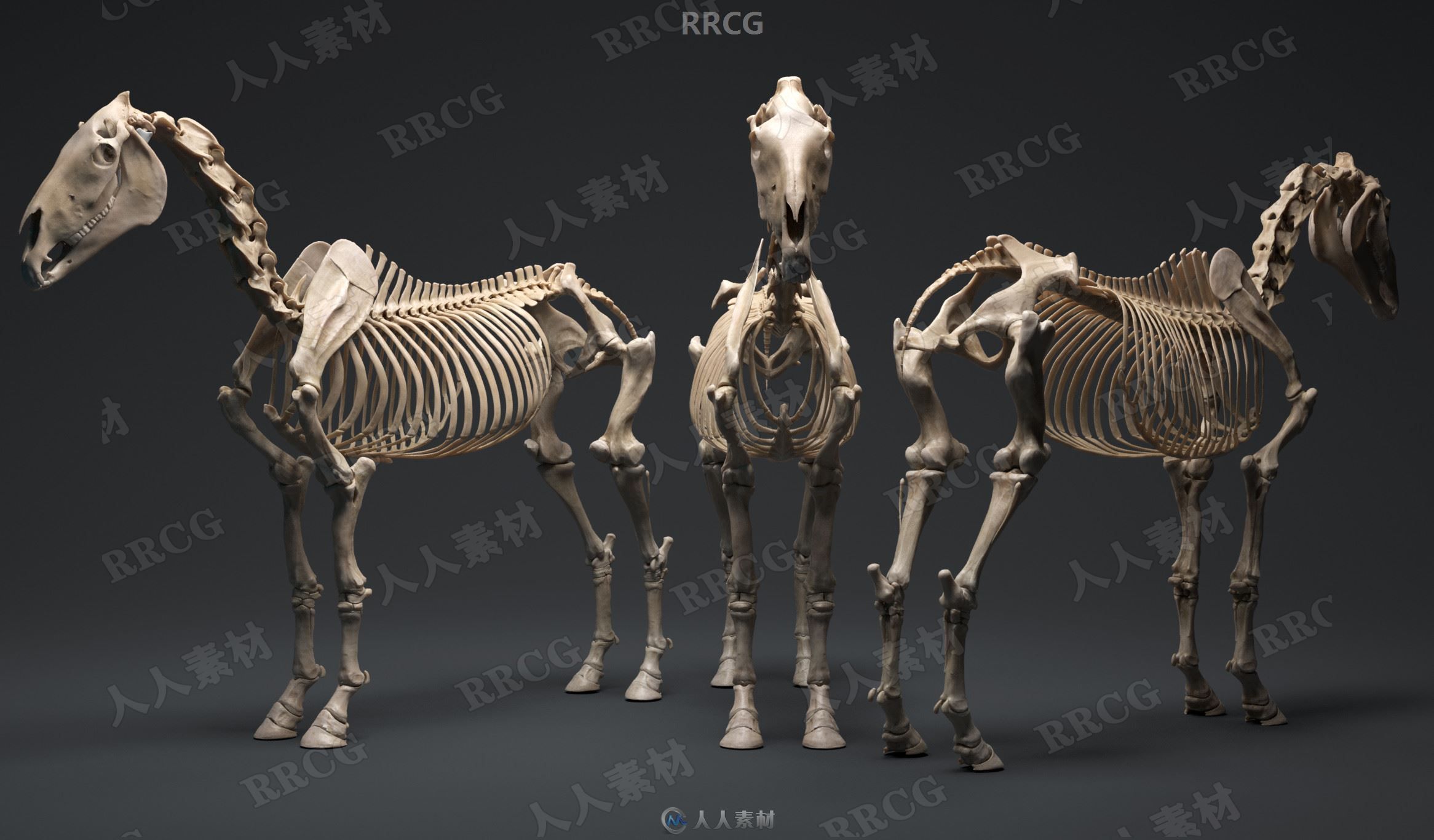 超精细马匹骏马骨骼与肌肉结构解剖学雕刻3D模型