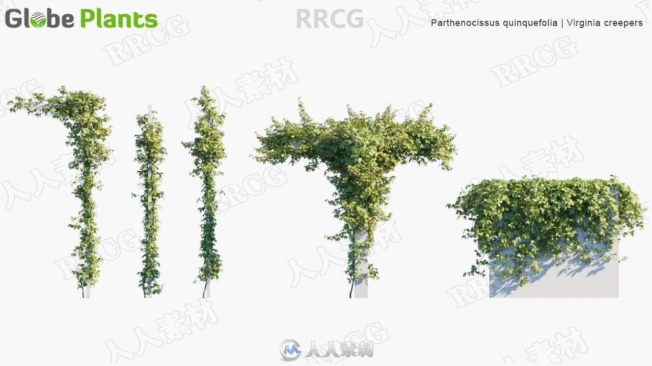 75组高精度藤蔓和匍匐植物3D模型合集