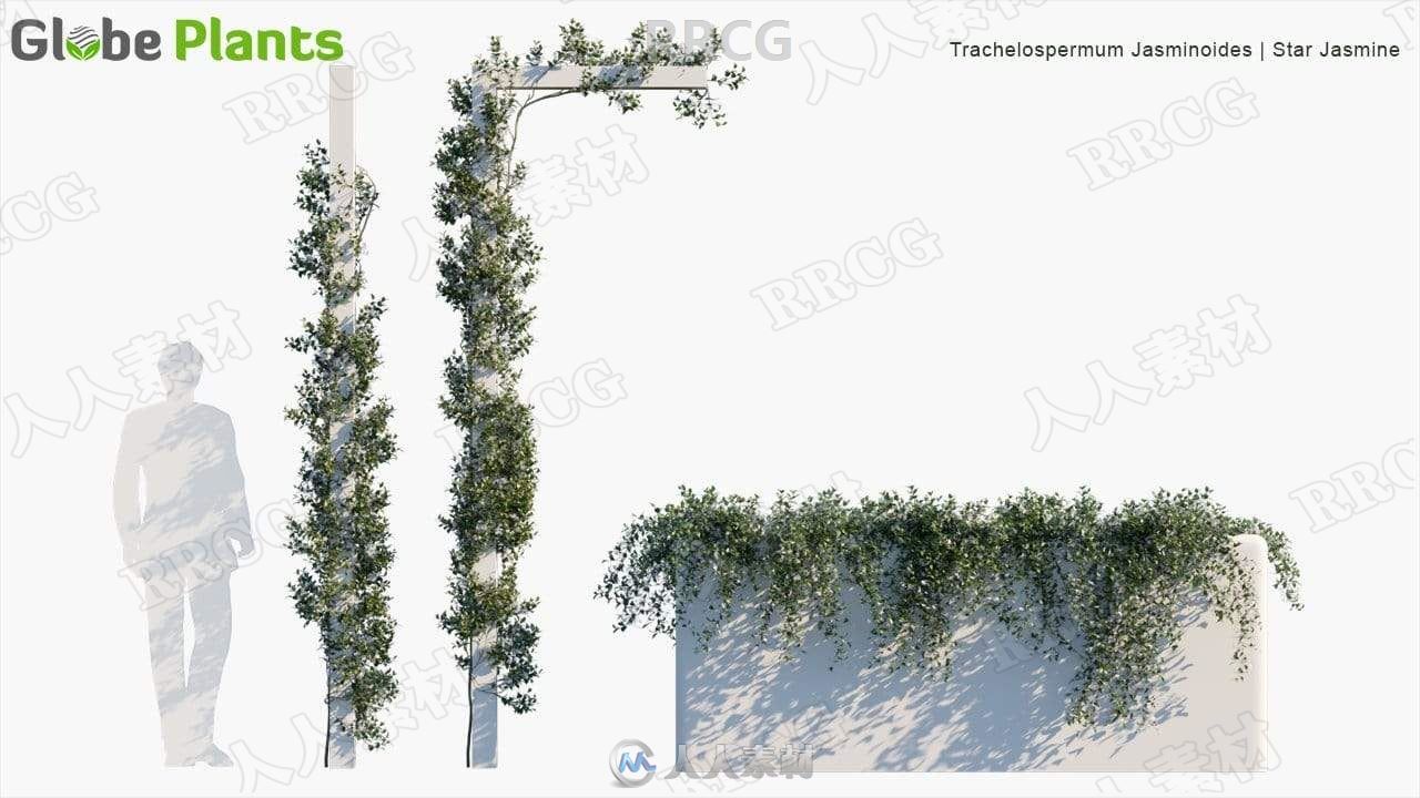 75组高精度藤蔓和匍匐植物3D模型合集