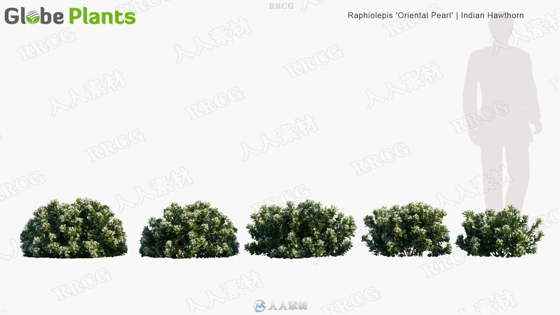 80组高精度花园草木植物3D模型合集