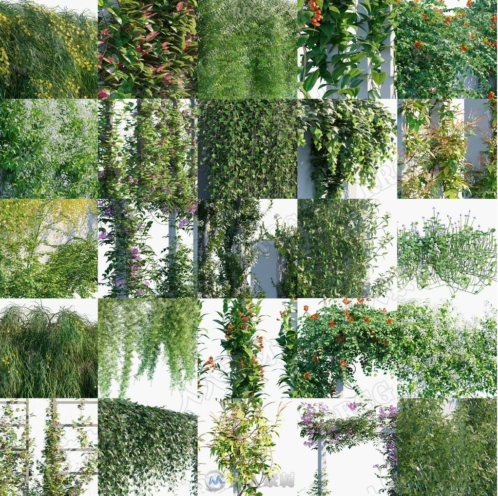 108组高质量藤蔓和匍匐草木植物3D模型合集