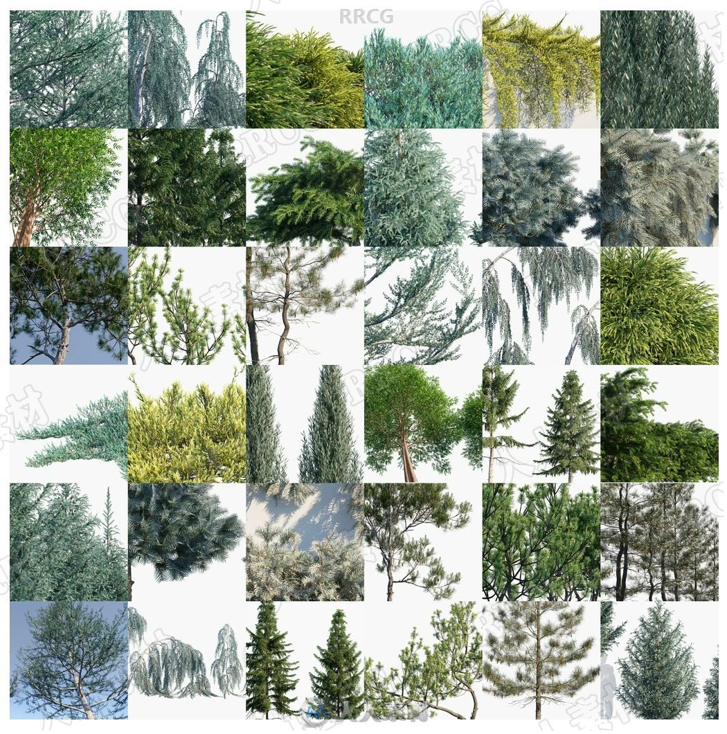 93组高质量雪松杜松水杉等针叶类植物3D模型合集