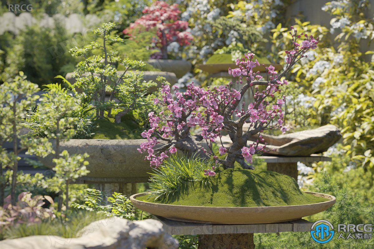 6种高质量掌上明珠小石菖蒲等盆栽盆景植物3D模型合集