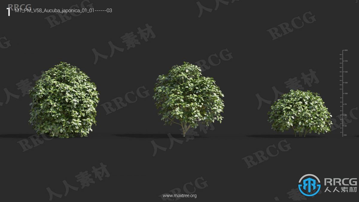 72组高质白头翁菩提树等草木植物3D模型合集