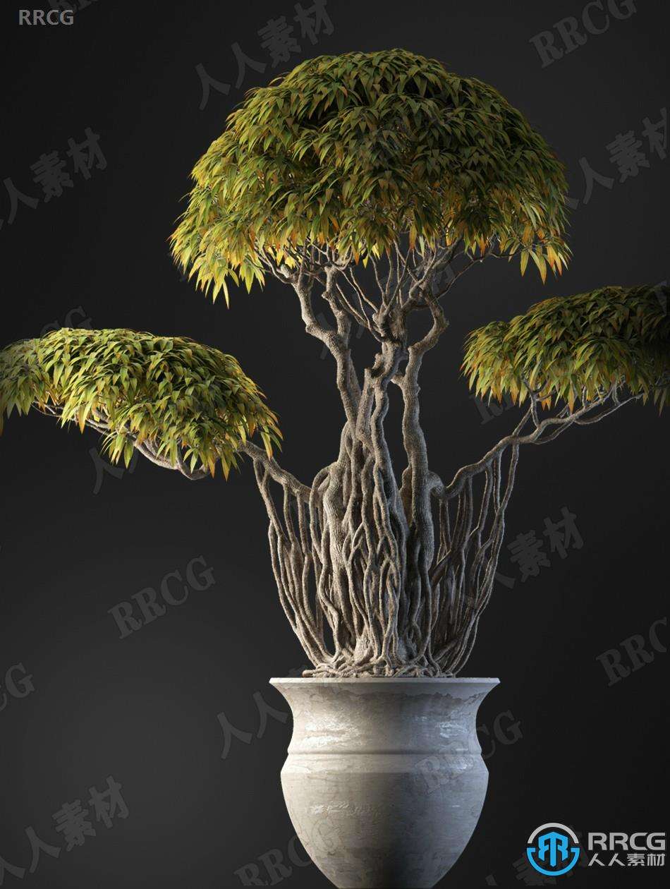 20组高质量室内盆栽草木植物3D模型合集