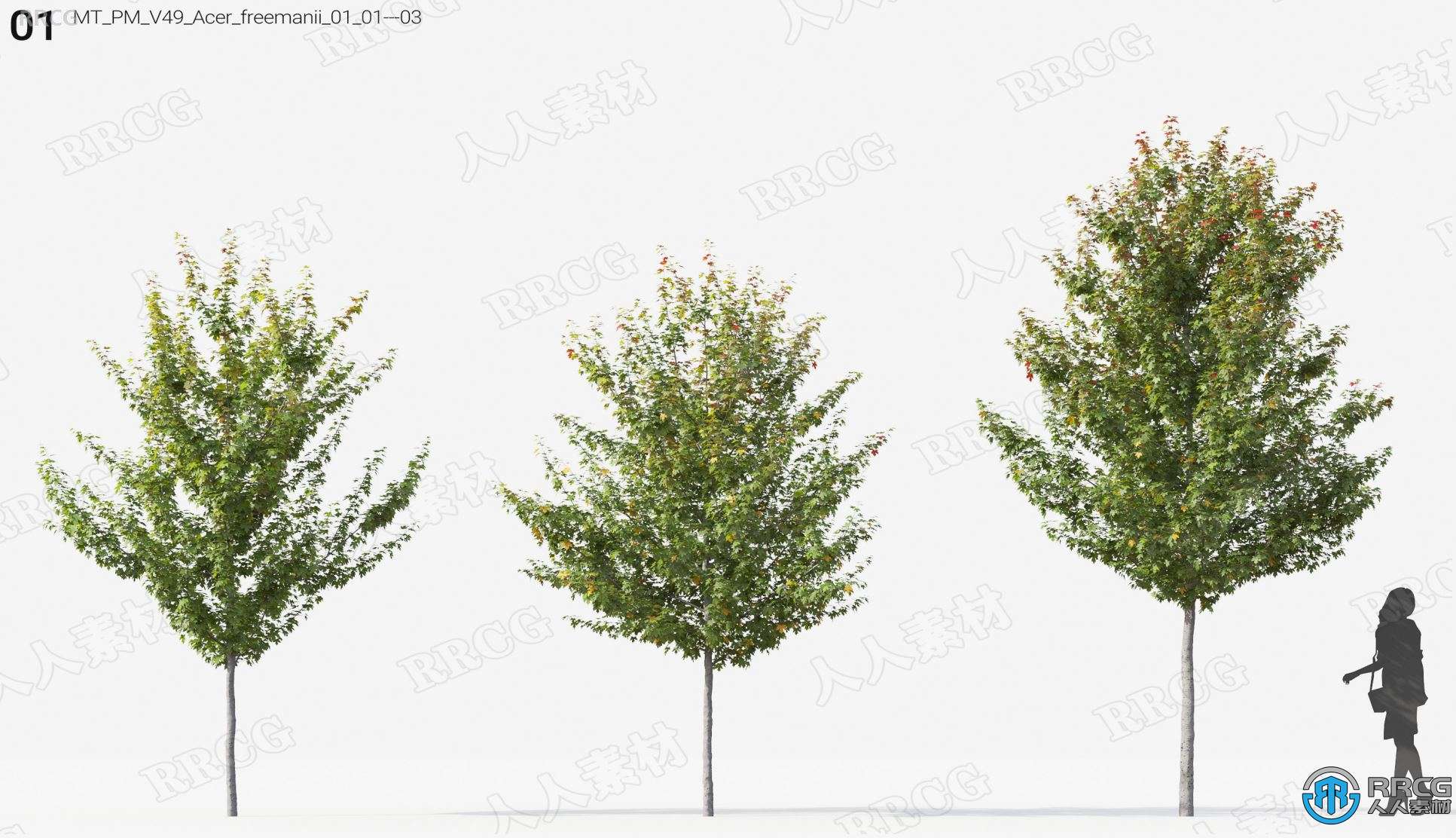 高质量桤木楮树桉树等树木植物3D模型合集