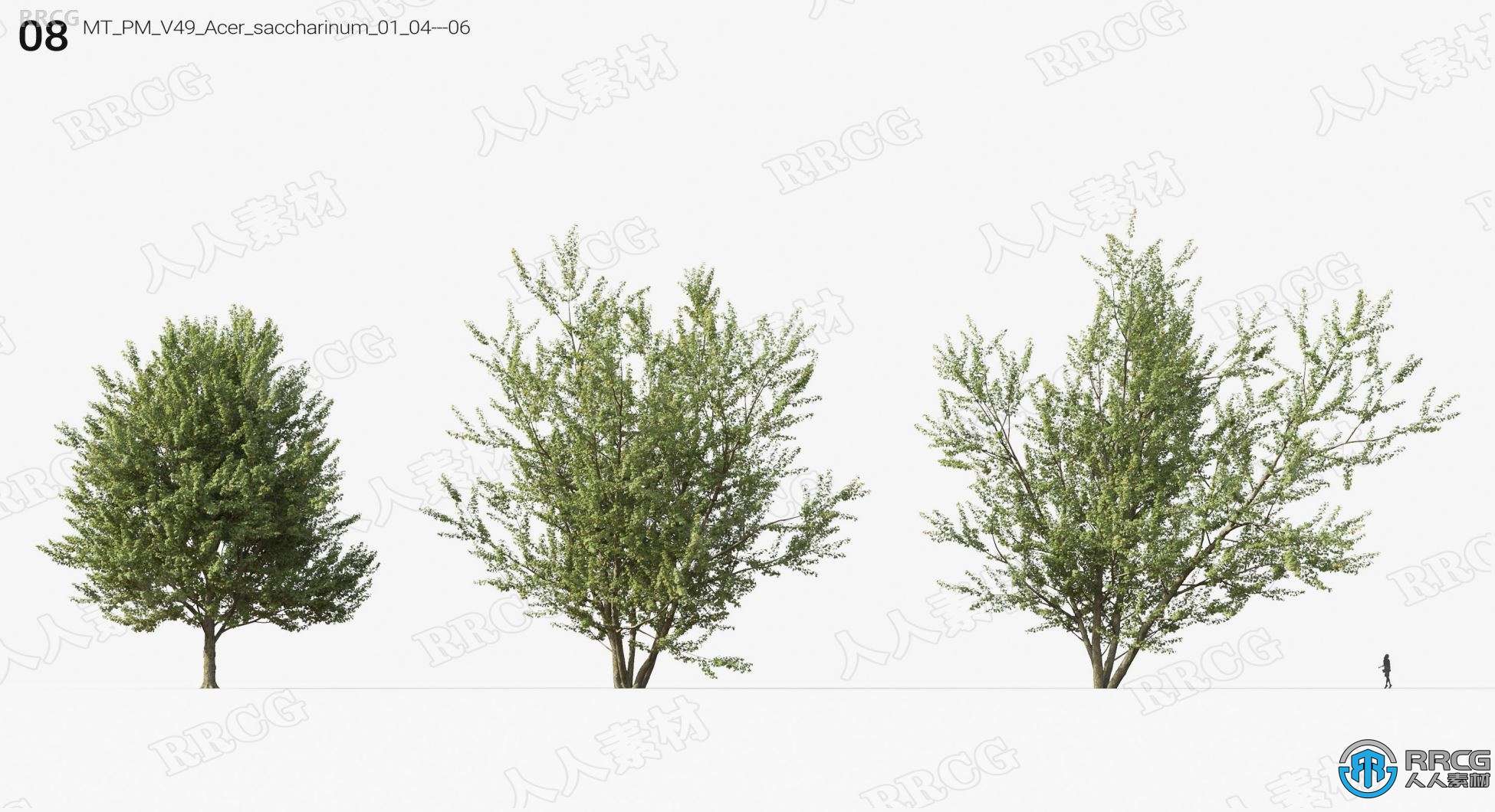 高质量桤木楮树桉树等树木植物3D模型合集