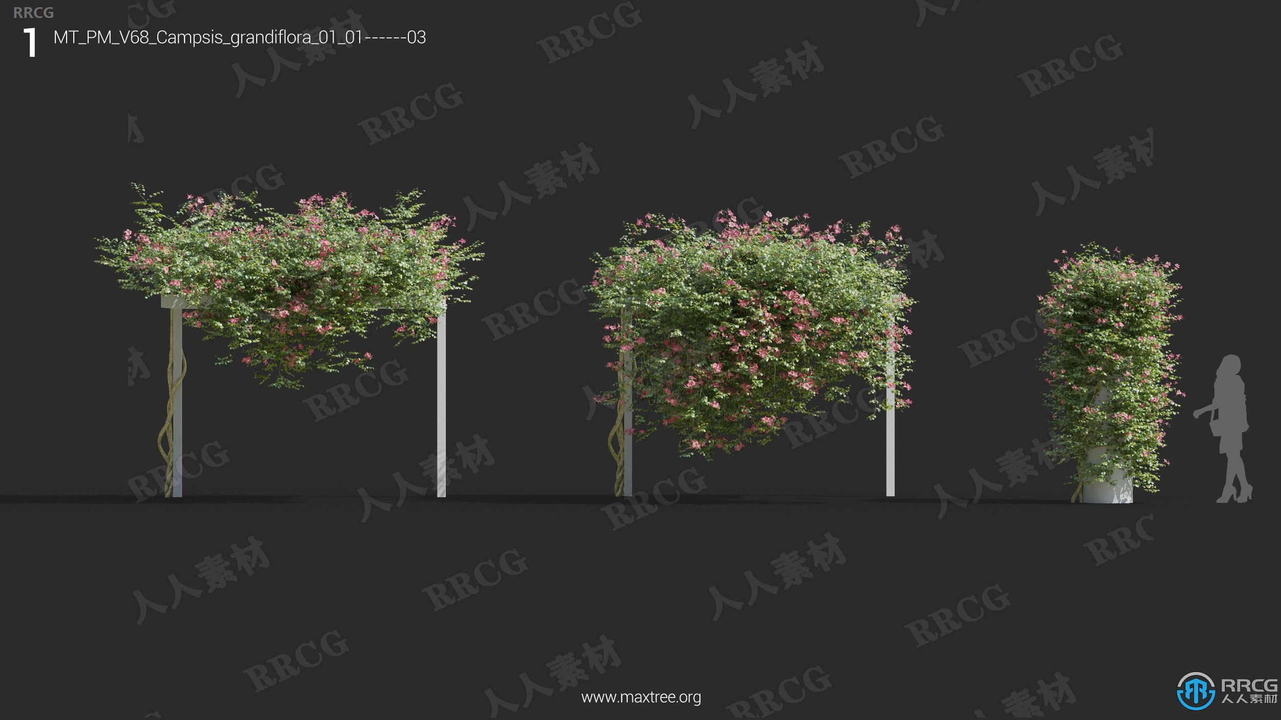 高质量杜兰花茉莉花曼陀罗半枝莲等草木植物3D模型合集