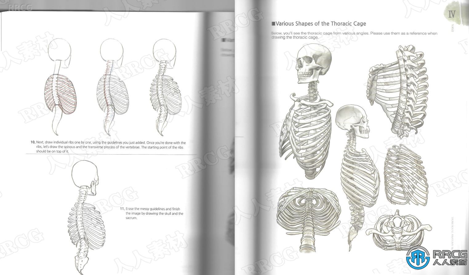 韩国画师石正铉《人体解剖学研究》书籍
