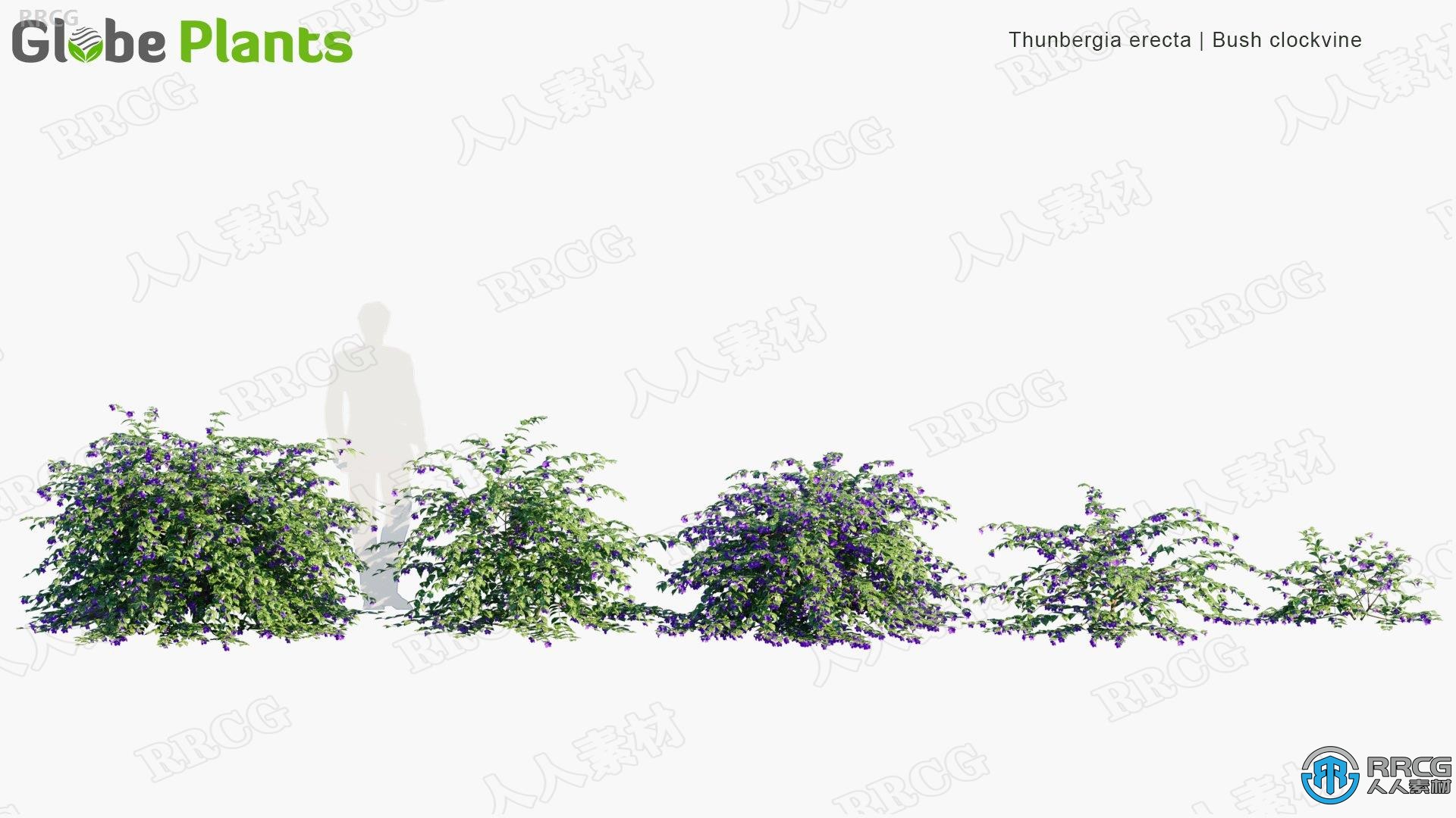15种南美洲巴西高质量草木植物3D模型合集