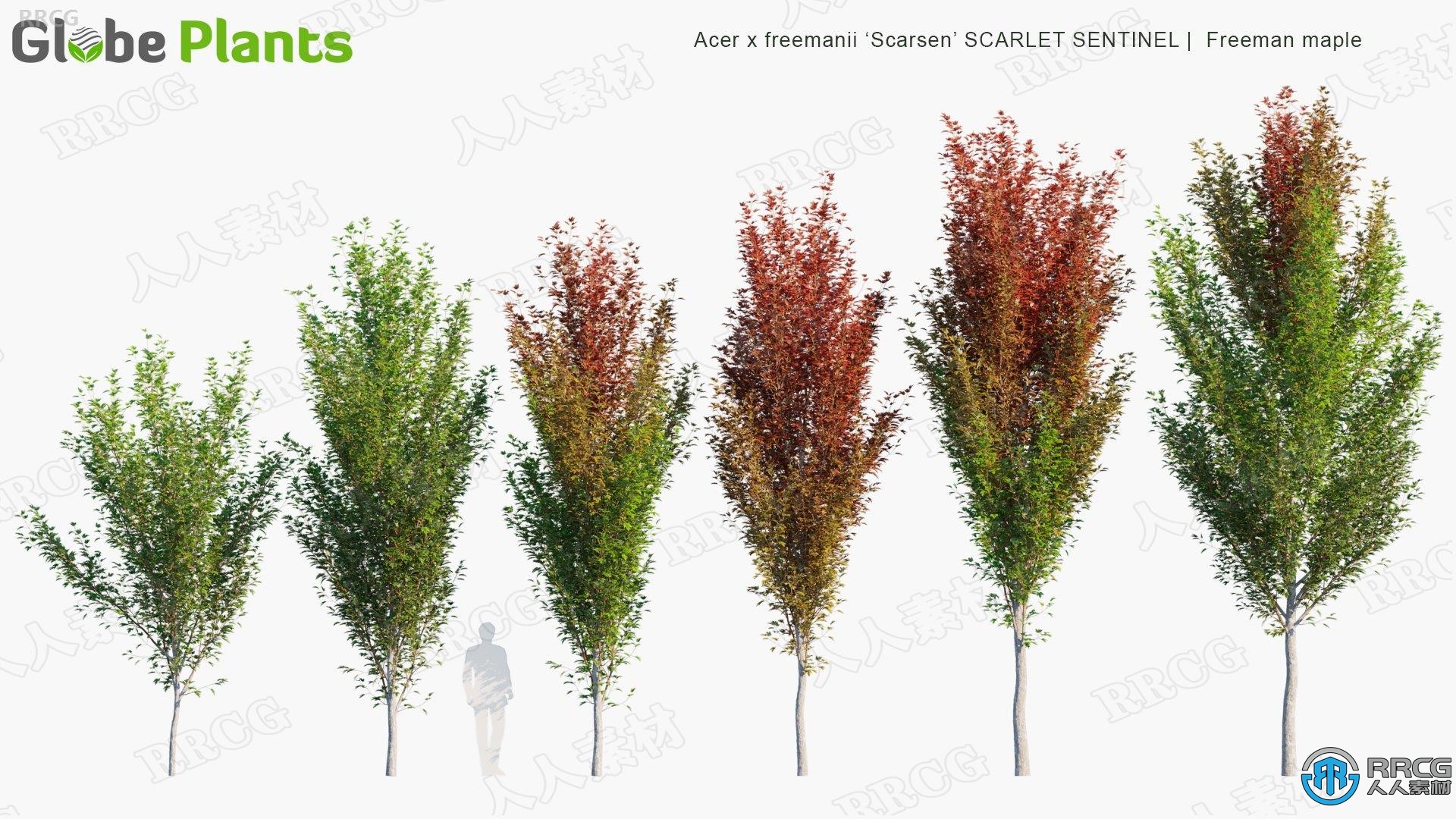 温带地区桦树山茶花金缕梅等高质量草木植物3D模型合集